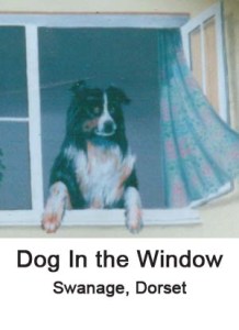 dog in the window thumbnail