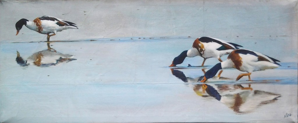 shelducks