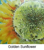 Golden Sunflower TN
