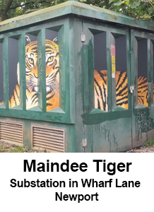 Maindee Tiger